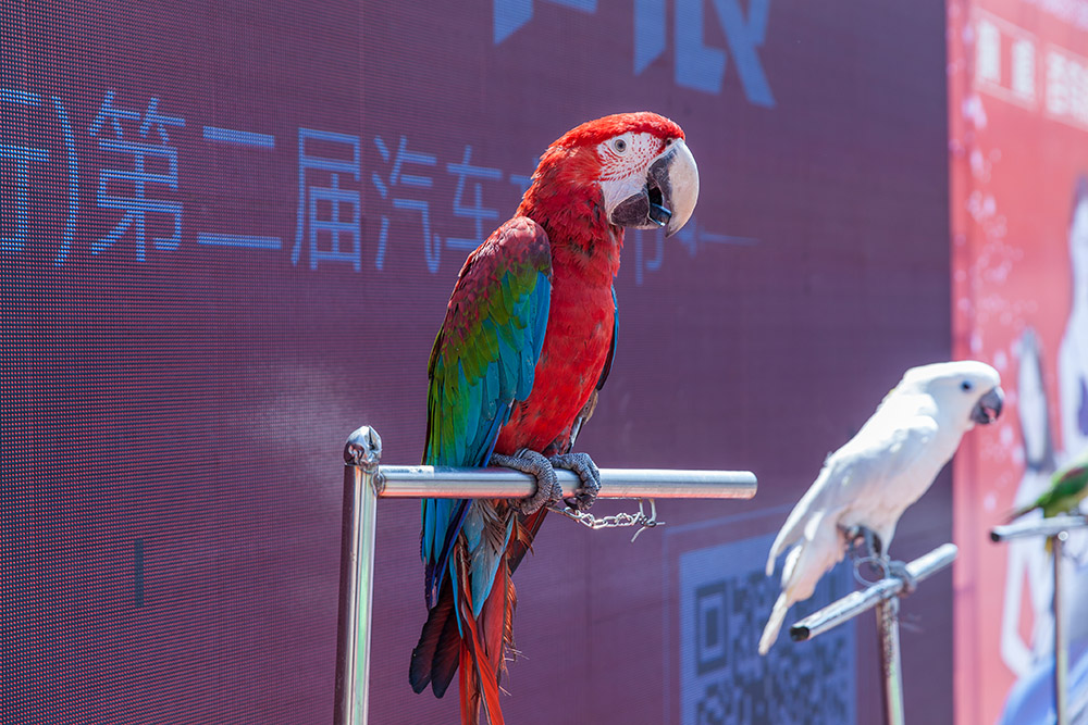 【車展第一天】遇到那個TA，放棄蘋果8......